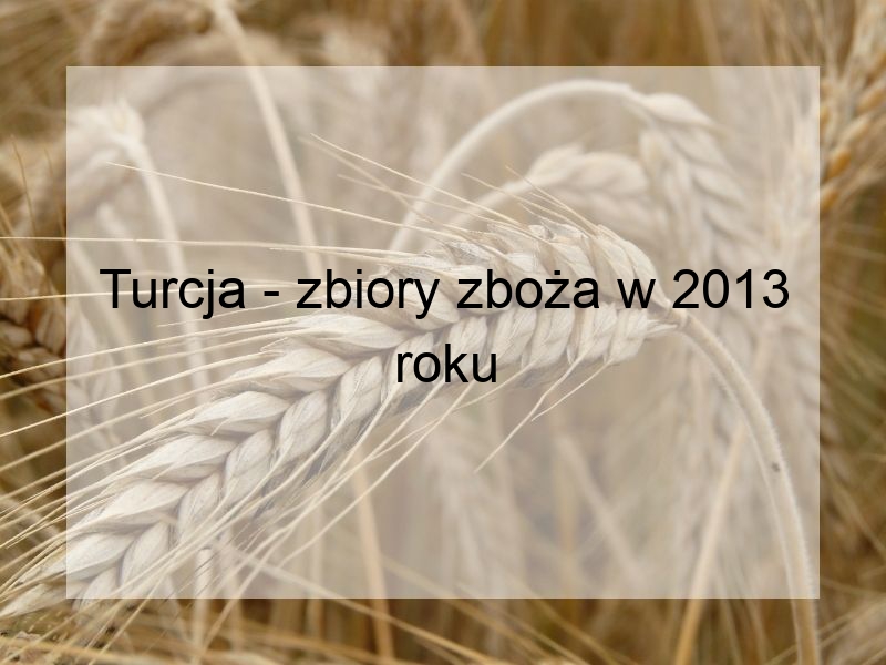 Turcja - zbiory zboża w 2013 roku
