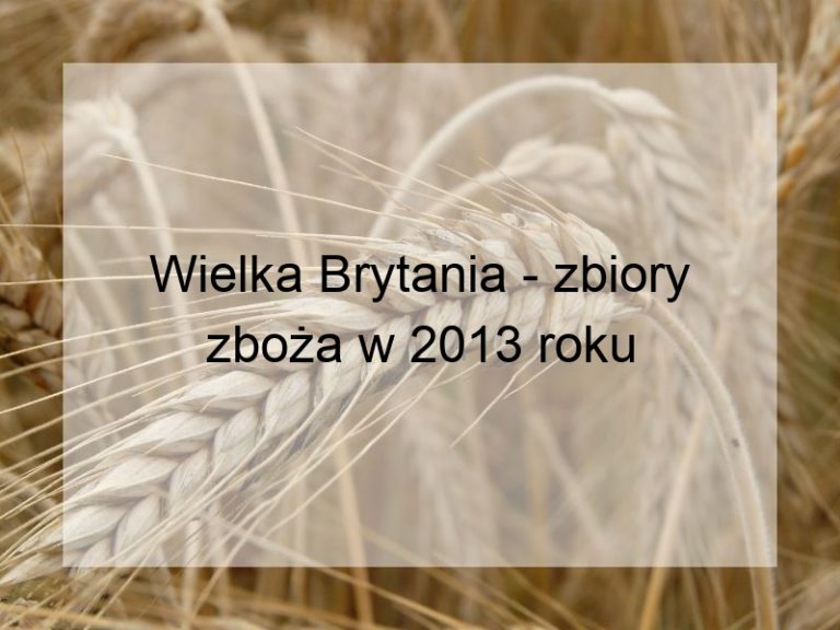 Wielka Brytania - zbiory zboża w 2013 roku