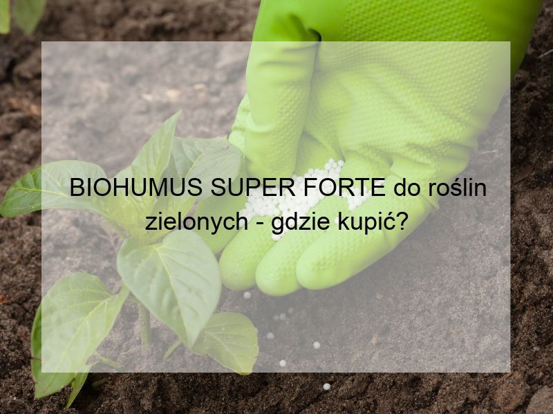 BIOHUMUS SUPER FORTE do roślin zielonych - gdzie kupić?