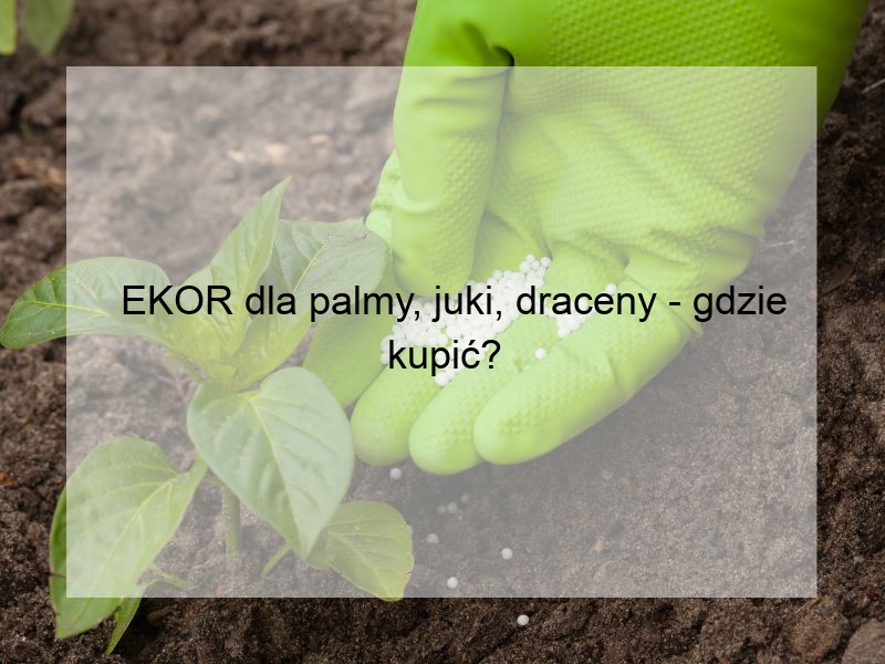 EKOR dla palmy, juki, draceny - gdzie kupić?