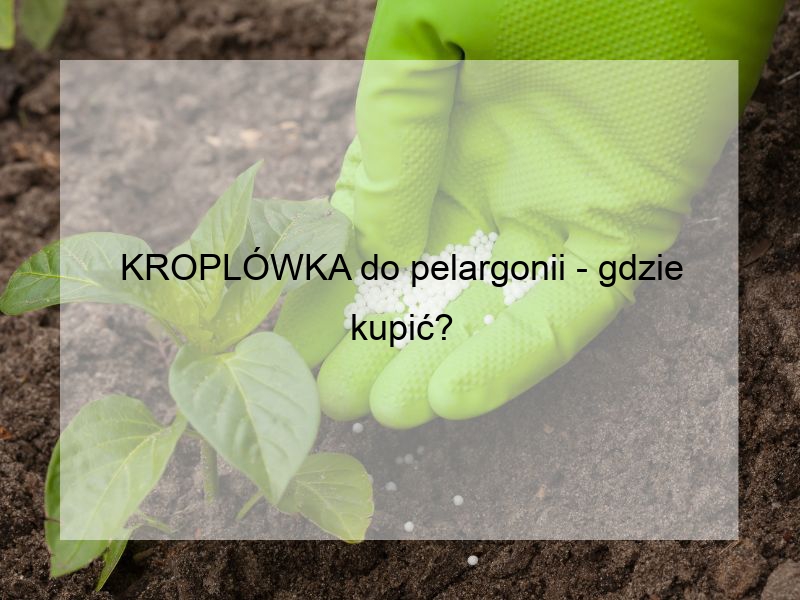 KROPLÓWKA do pelargonii - gdzie kupić?