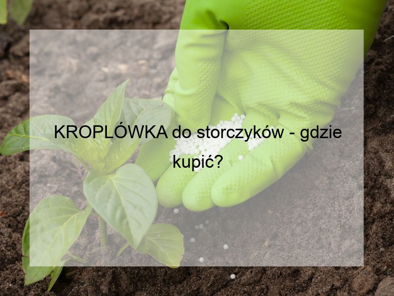 KROPLÓWKA do storczyków - gdzie kupić?