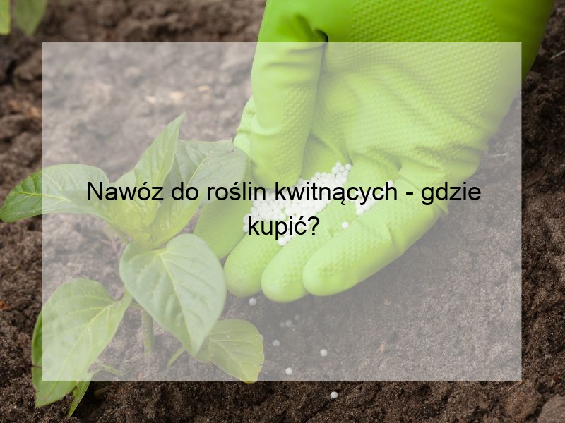 Nawóz do roślin kwitnących - gdzie kupić?
