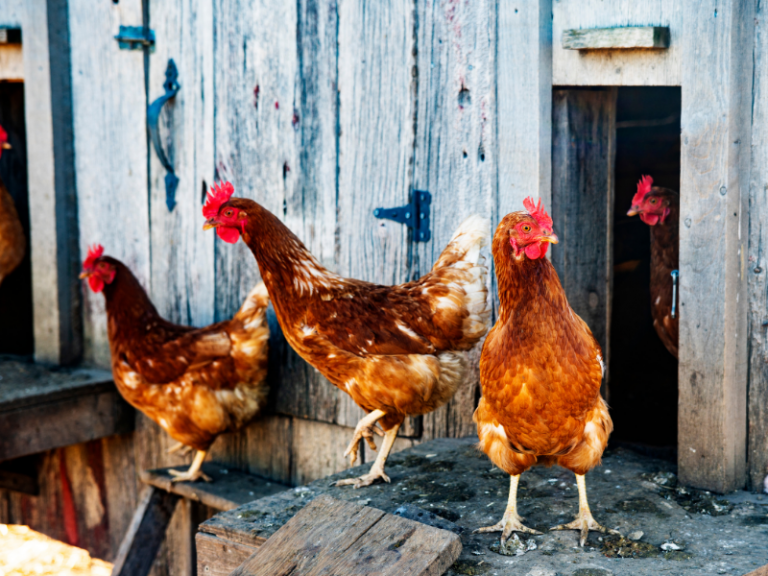 Budowa kurnika przydomowego