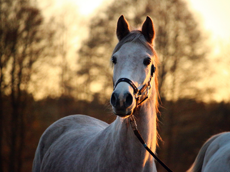 Jak zwiększyć masę u konia
