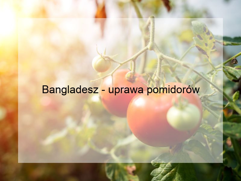 Bangladesz - uprawa pomidorów