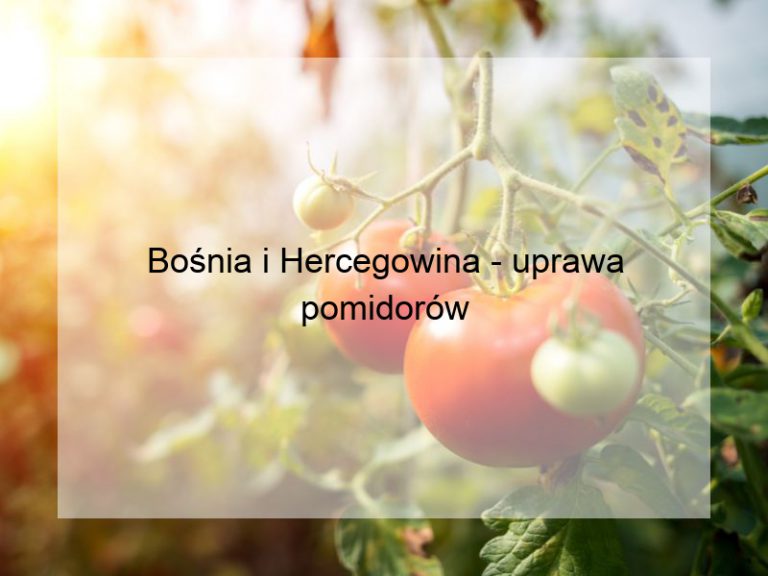 Bośnia i Hercegowina - uprawa pomidorów