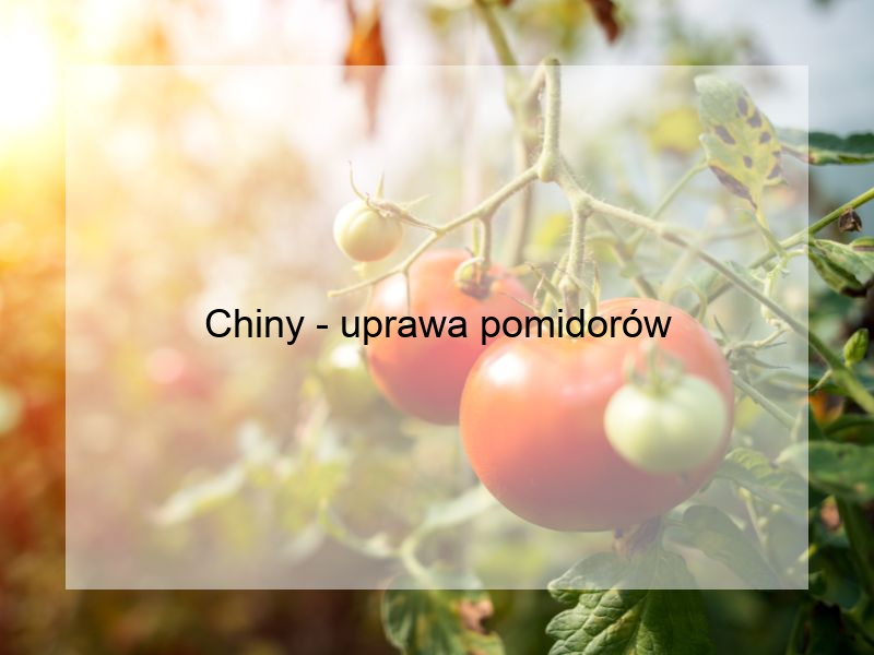 Chiny - uprawa pomidorów