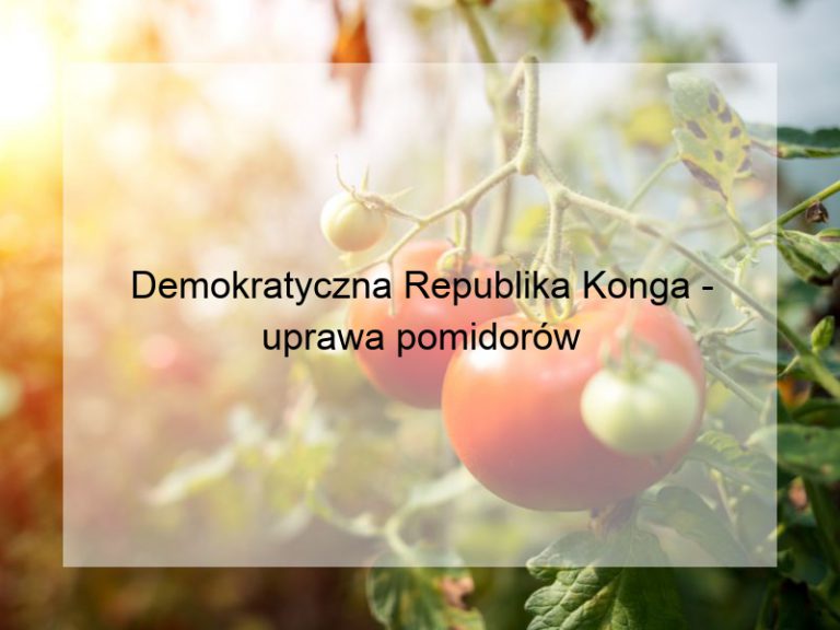 Demokratyczna Republika Konga - uprawa pomidorów