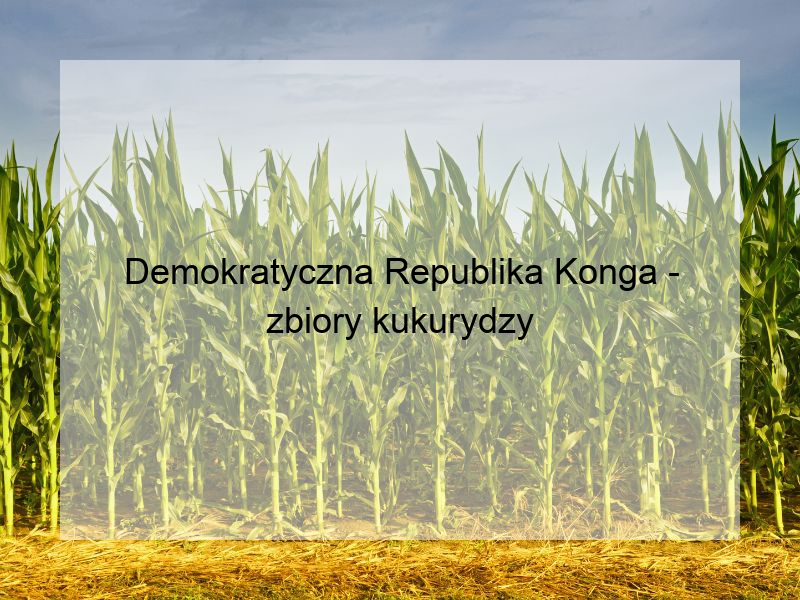 Demokratyczna Republika Konga - zbiory kukurydzy