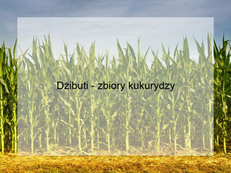 Dżibuti - zbiory kukurydzy