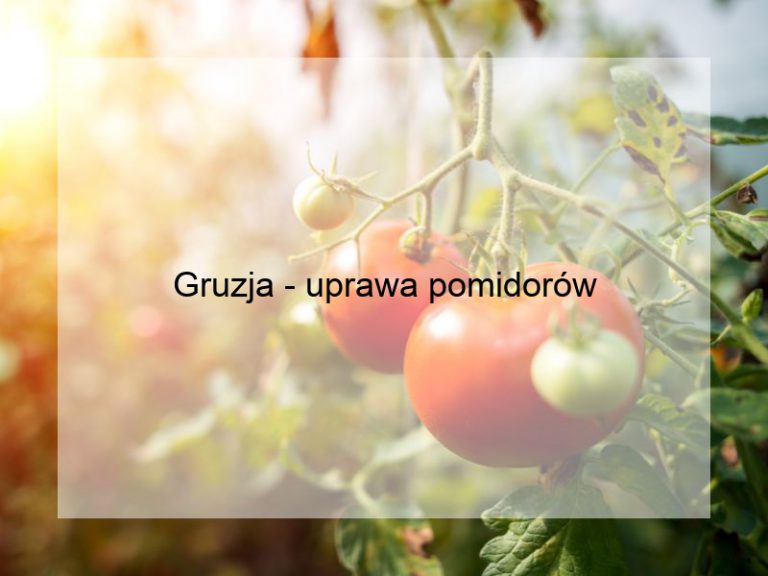 Gruzja - uprawa pomidorów