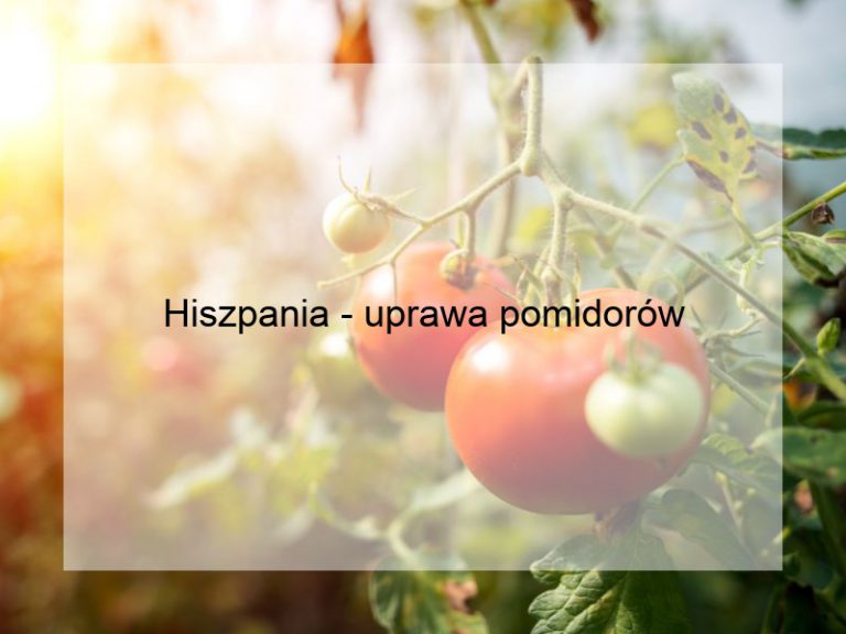 Hiszpania - uprawa pomidorów