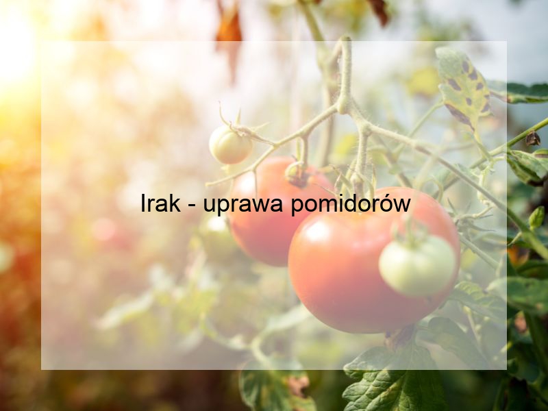 Irak - uprawa pomidorów