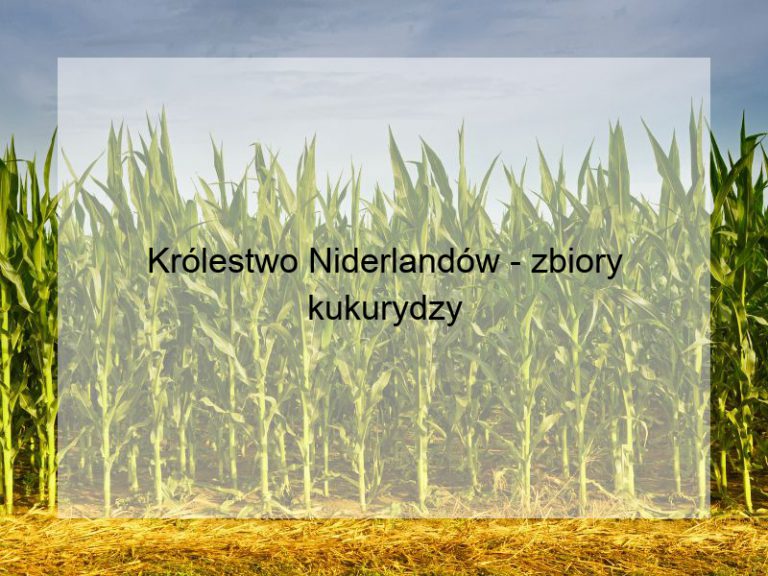 Królestwo Niderlandów - zbiory kukurydzy
