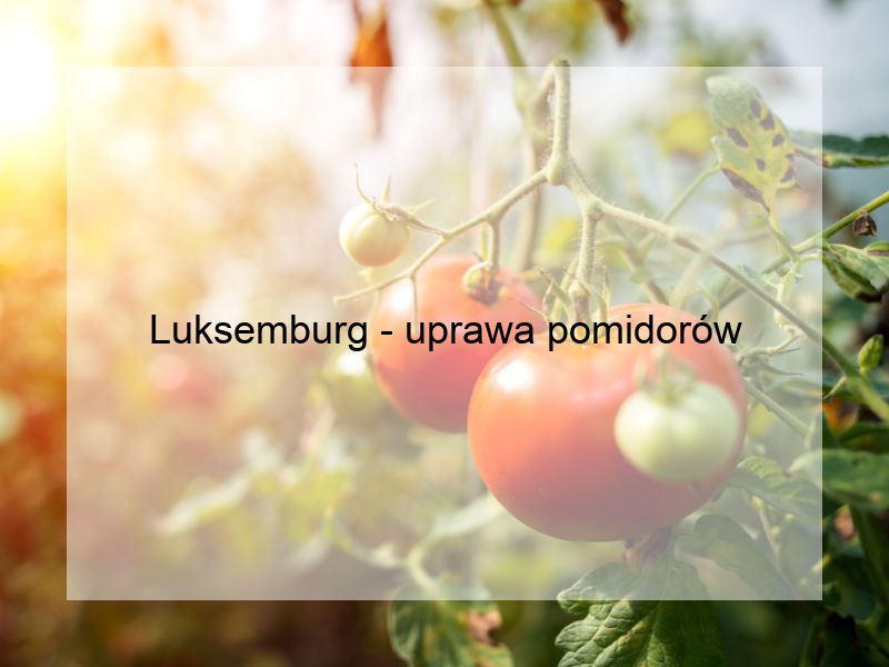 Luksemburg - uprawa pomidorów