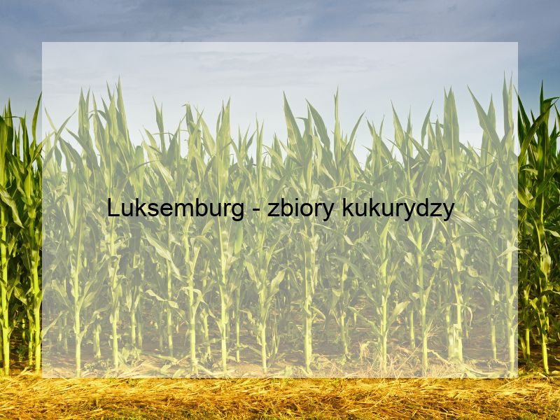 Luksemburg - zbiory kukurydzy