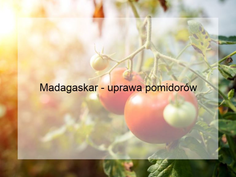 Madagaskar - uprawa pomidorów