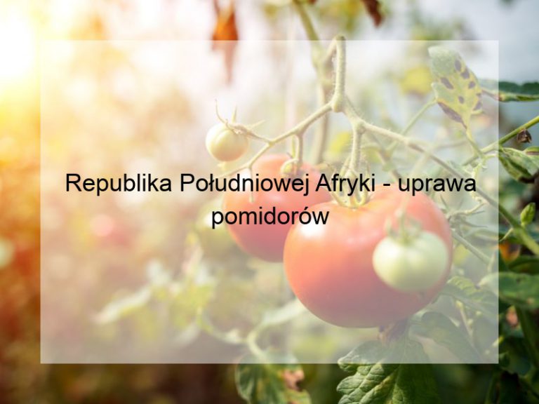 Republika Południowej Afryki - uprawa pomidorów