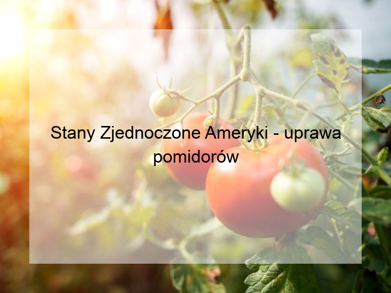 Stany Zjednoczone Ameryki - uprawa pomidorów