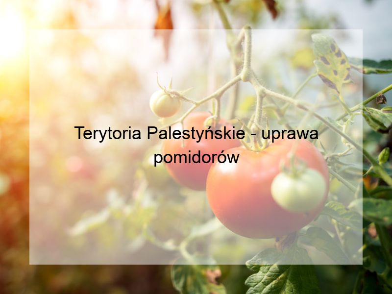Terytoria Palestyńskie - uprawa pomidorów