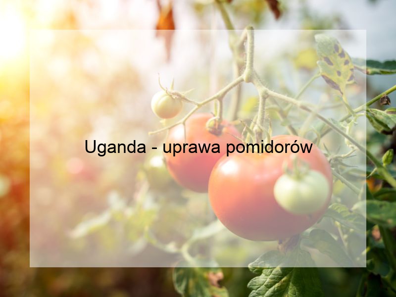 Uganda - uprawa pomidorów