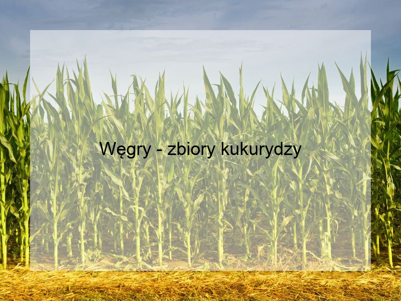 Węgry - zbiory kukurydzy