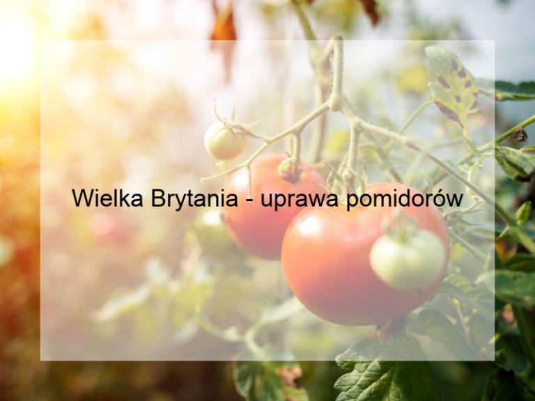 Wielka Brytania - uprawa pomidorów