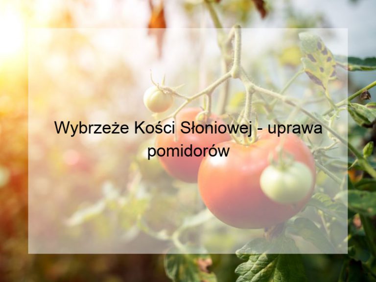 Wybrzeże Kości Słoniowej - uprawa pomidorów