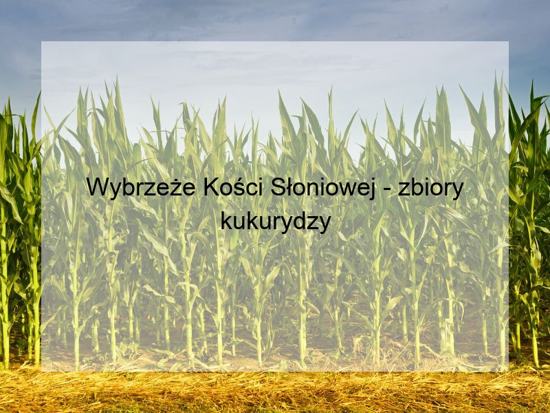 Wybrzeże Kości Słoniowej - zbiory kukurydzy