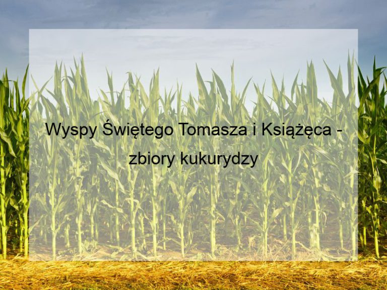 Wyspy Świętego Tomasza i Książęca - zbiory kukurydzy