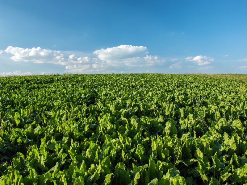Nawożenie buraka pastewnego