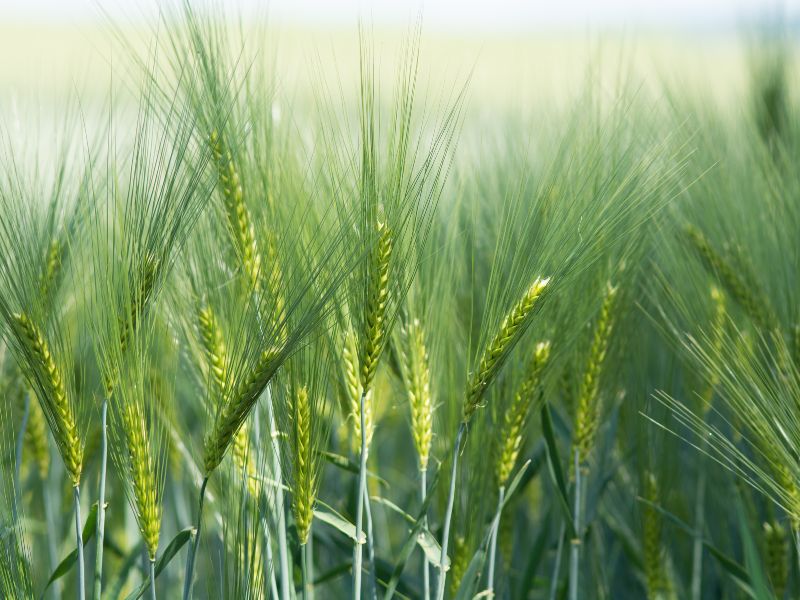 nawożenie jęczmienia jarego