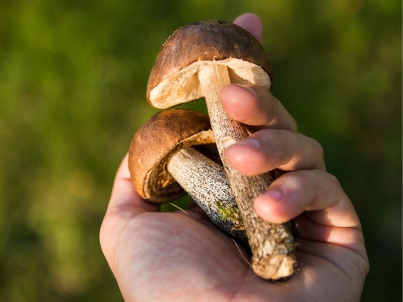 Grzyby trujące a grzyby jadalne - Jak ich nie pomylić?