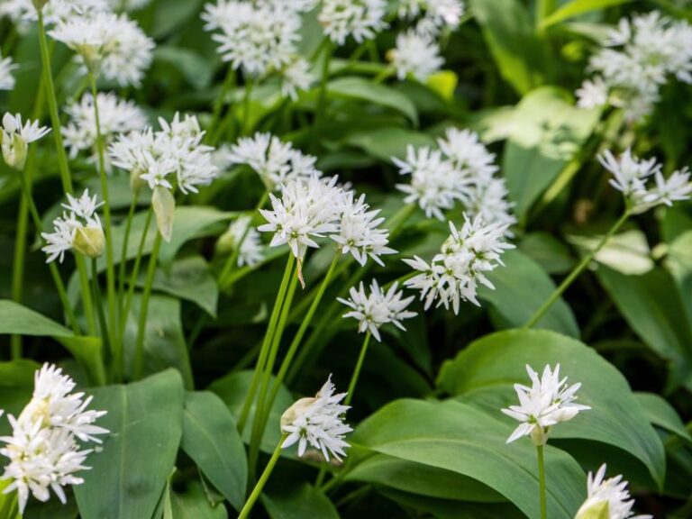 Czosnek niedźwiedzi - uprawa i właściwości