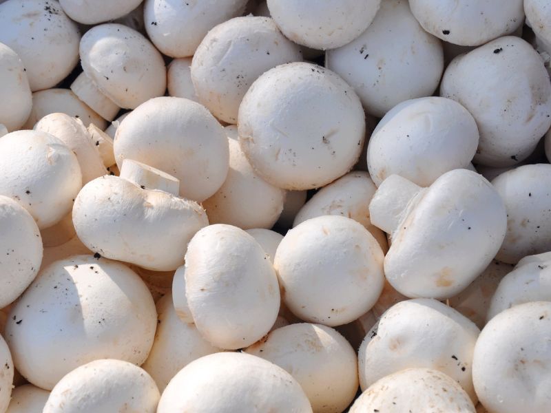 Sprzedaż polskich pieczarek w Anglii!