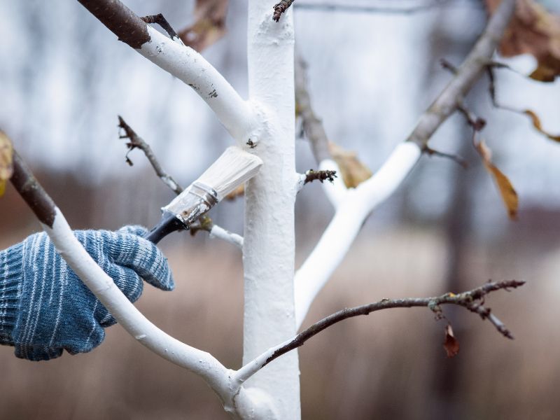 bielenie drzew owocowych