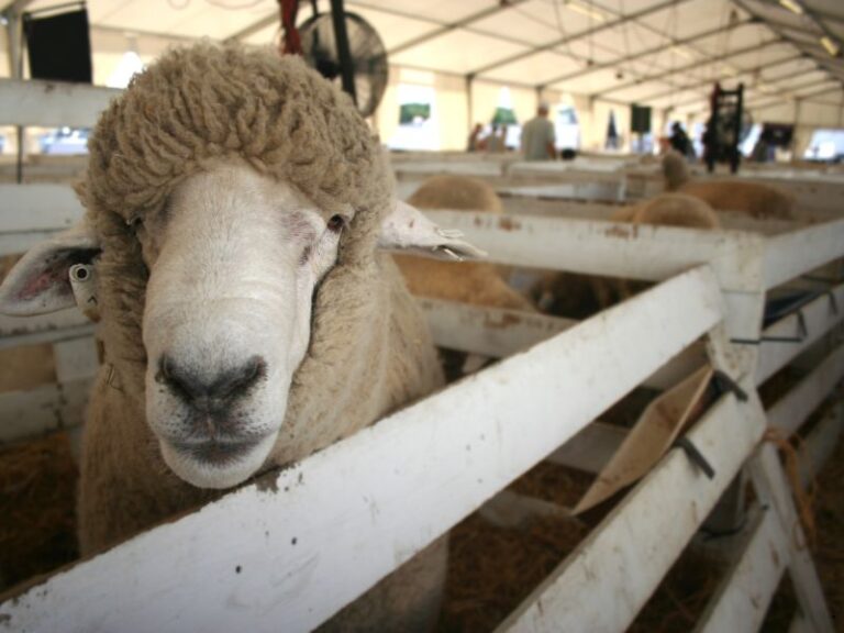 zagroda dla zwierząt