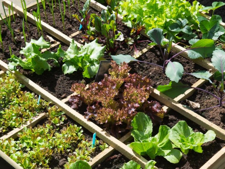 przydomowa-uprawa-na-terenach-zalewowych-we-wroclawiu-jak-sie-przygotowac