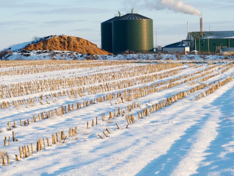 Jak rośliny wpływają na jakość gleby zimą?
