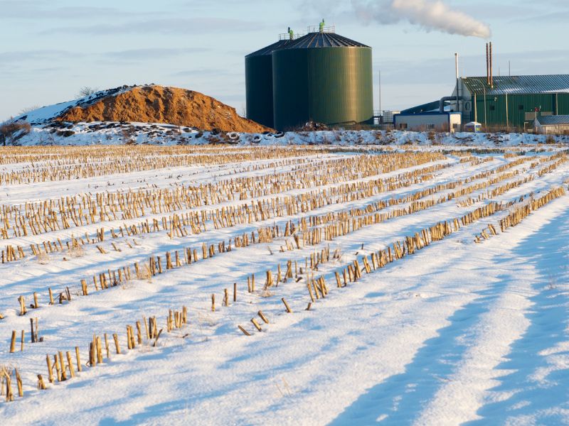 Jak rośliny wpływają na jakość gleby zimą?