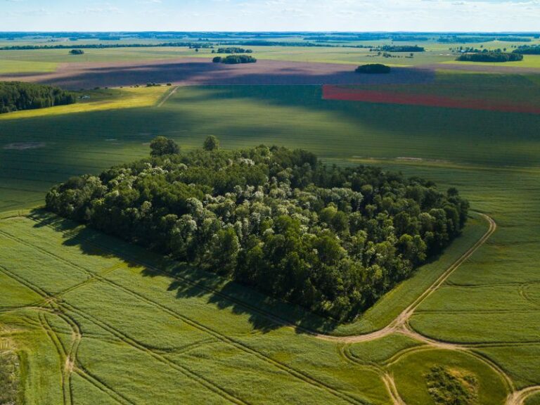 Rola lasów w rolnictwie – jak lasy mogą wspierać produkcję rolną?