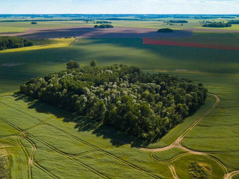 Rola lasów w rolnictwie – jak lasy mogą wspierać produkcję rolną?