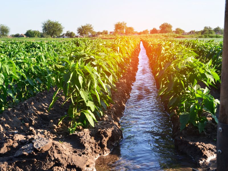 Wykorzystanie nawadniania kroplowego w uprawach rolnych – korzyści i wyzwania