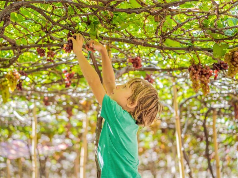 praca-holandia-zbiory