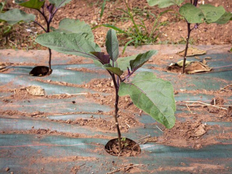 tkaniny-podsciolkowe-rolnictwo